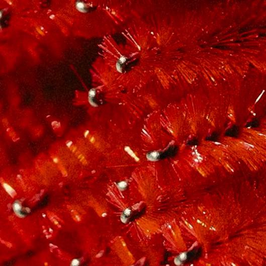 THE HYBRID HABIT Lash Membership 